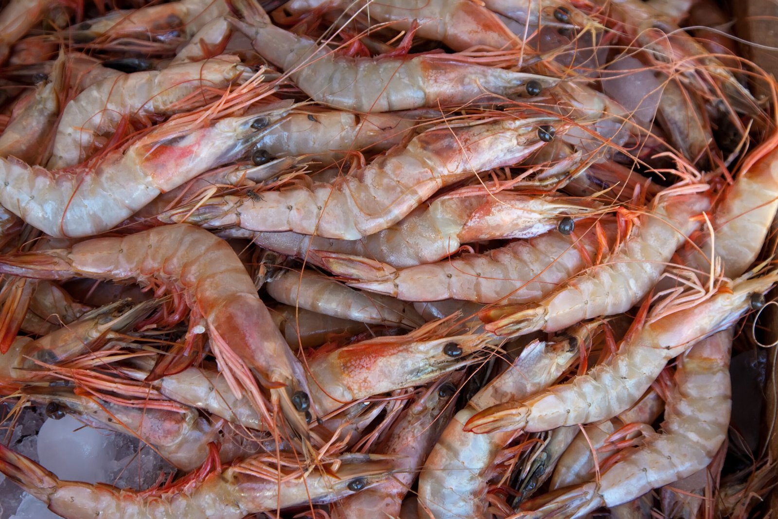 Wild Atlantic Premium Prawns