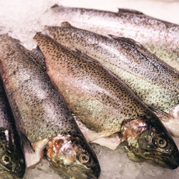 Premium Quality Salmon