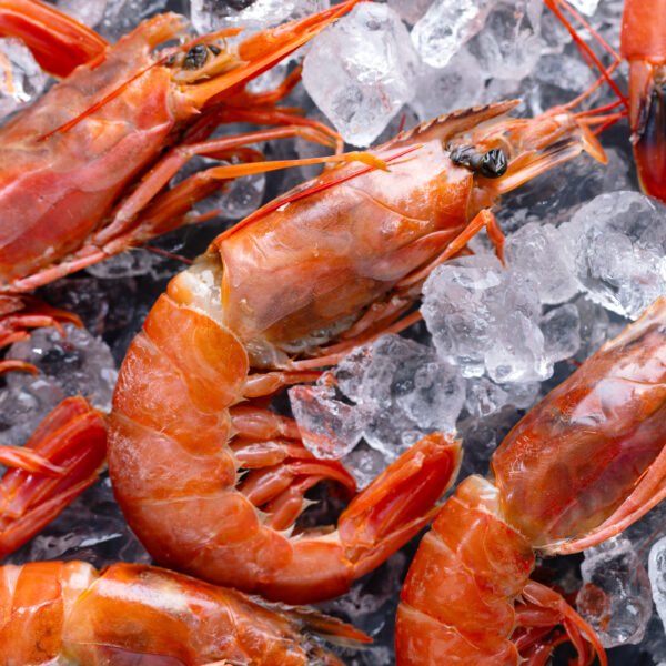 Fresh Frozen Premium Shrimp